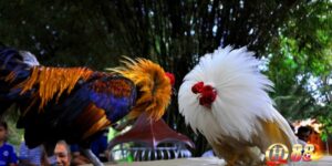 Tạo chiến kê mạnh mẽ nhờ cách lựa vảy gà chọi chuẩn