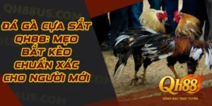 Đá gà cựa sắt Qh88